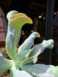 Echeveria Culebra | 12cm pot