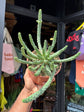 Euphorbia Inermis | 13cm pot