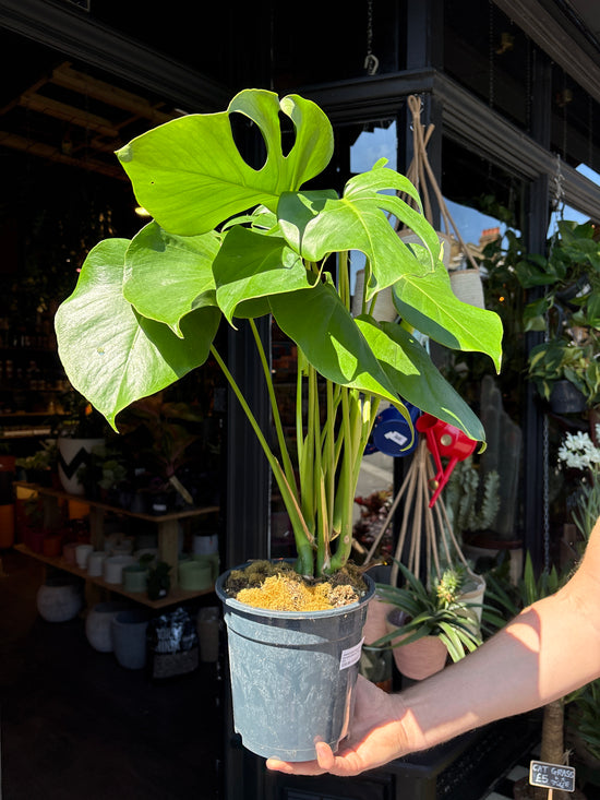 Monstera Deliciosa | 19cm pot