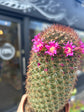 Mammillaria Ernestii | 8.5cm pot
