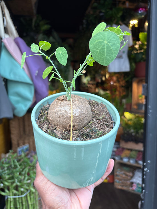 Stephania Erecta | 12cm pot