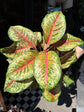 Aglaonema Carnival Queen | 19cm pot