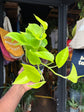 Epipremnum Aureum | Golden Pothos | 12cm pot
