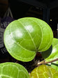 Hoya Sarawak Cream | 12cm pot
