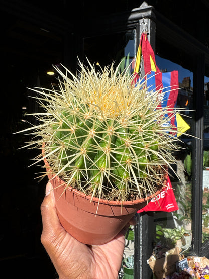 Echinocactus Grusonii | 12cm pot