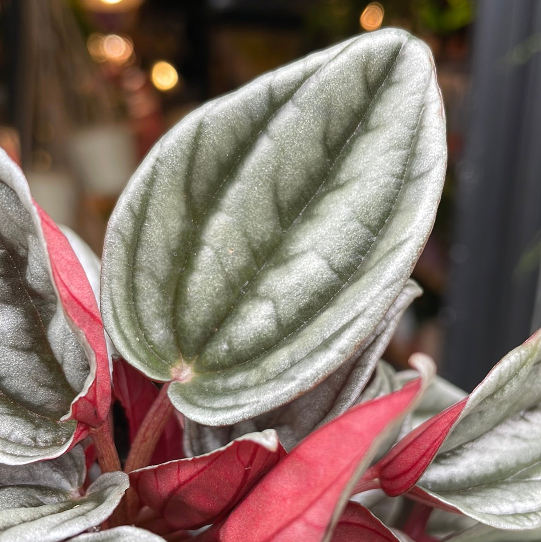 A Peperomia Mendoza plant also known as a Emerald Ripple Peperomia in front of Urban Tropicana&