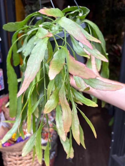 Rhipsalis Red Coral | 17cm Hanging Pot