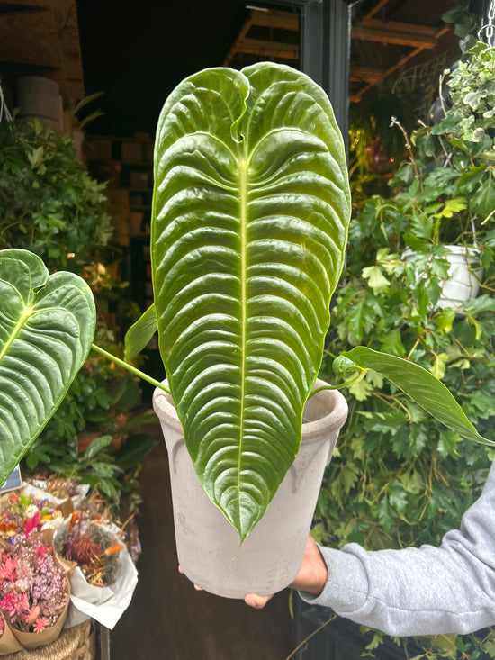 Anthurium Veitchii | 17cm pot