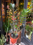 A Zamiocalcus Zamiifolia Raven plant also known as a ZZ Raven plant in front of Urban Tropicana’s plant shop in London, Chiswick