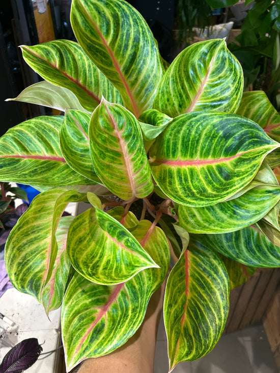 Aglaonema Rose Parakeet | 19cm pot