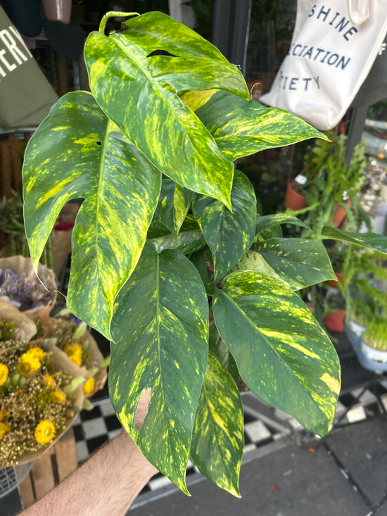 Epipremnum Goldfinger | 17cm pot