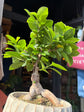Ficus Microcarpa ‘Ginseng’ | 16cm ceramic decorative pot