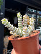 Crassula marnieriana variegata | 8.5cm pot