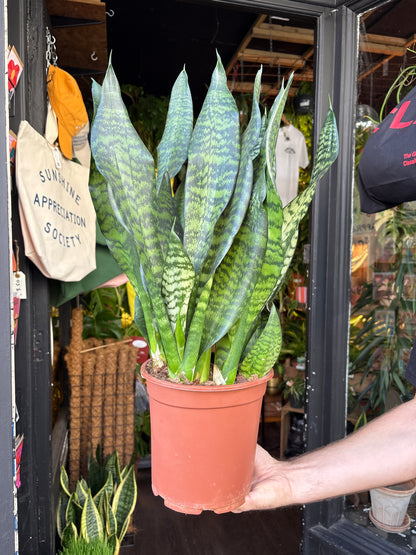 Sansevieria trifasciata Black Coral | 21cm pot