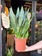 Sansevieria trifasciata Black Coral | 21cm pot