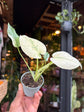Monstera deliciosa ‘Mint Variegata | 6cm pot