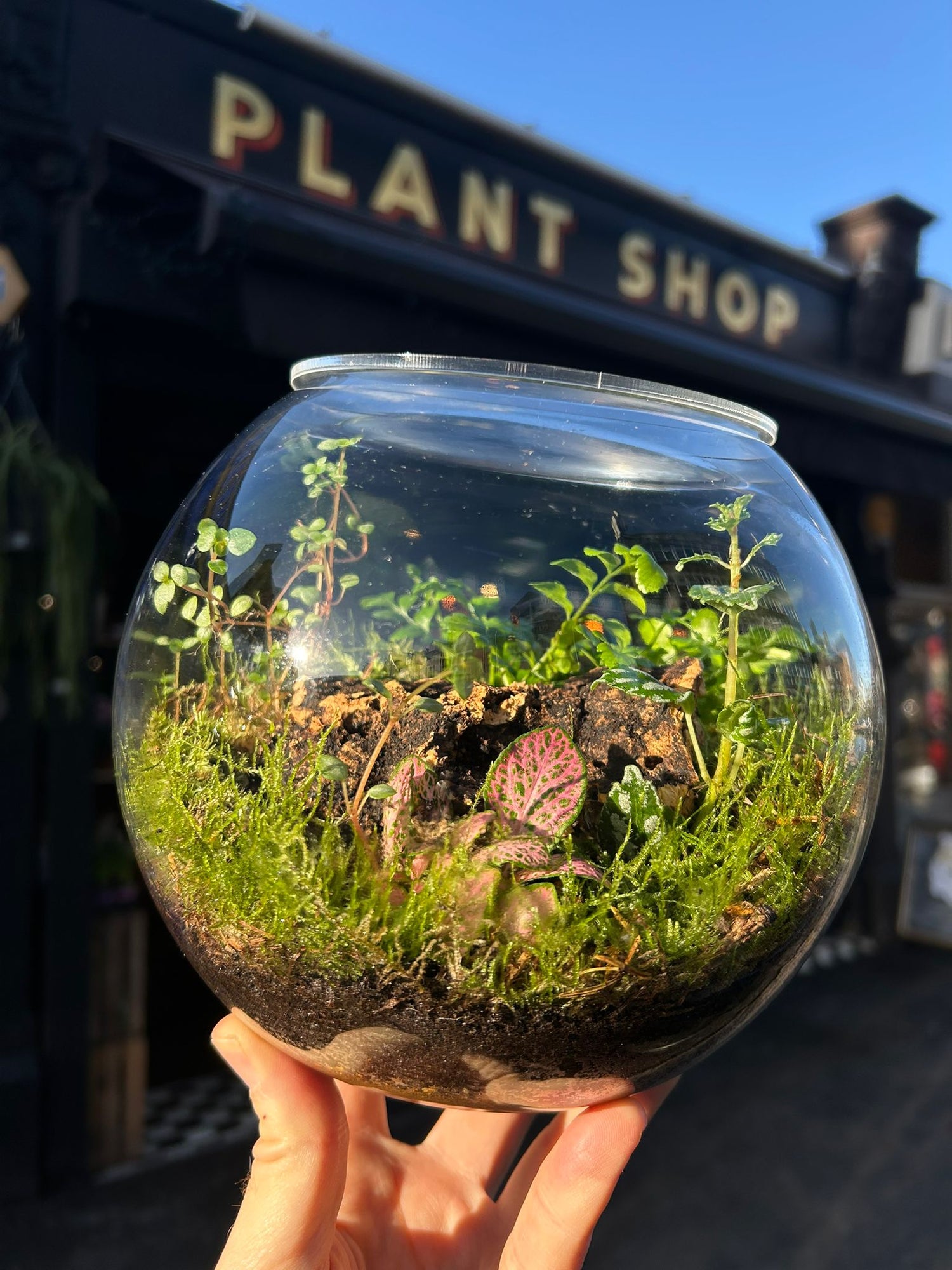 diy terrarium kit with plants DIY Terrarium Kit | Urban Tropicana | Plant Shop