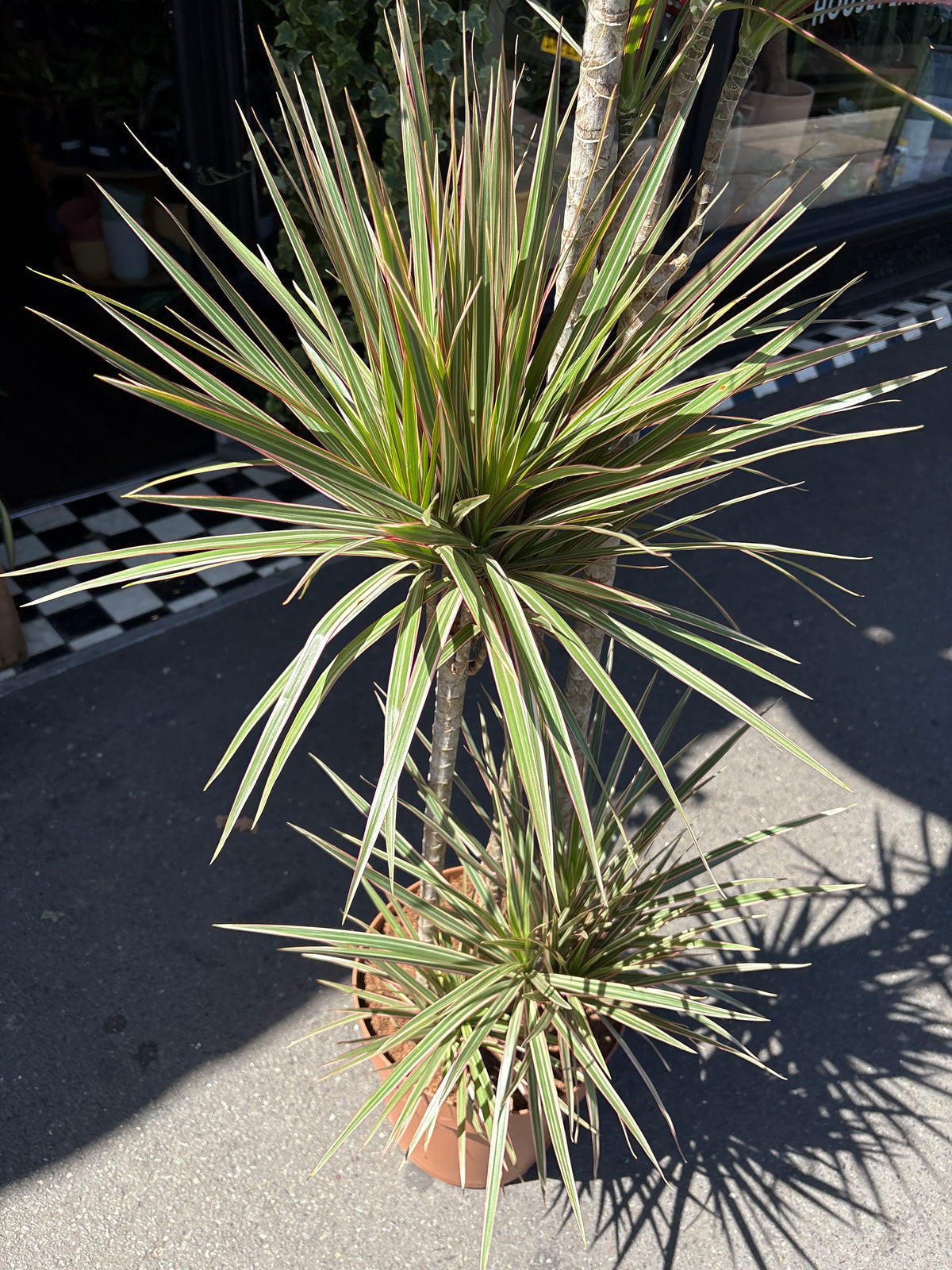 Top view of Dracaena Marginata ‘Bicolor’ in front of Urban Tropicana’s Plant Shop in Chiswick London
