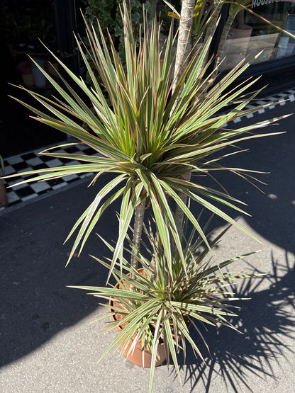 Top view of Dracaena Marginata ‘Bicolor’ in front of Urban Tropicana’s Plant Shop in Chiswick London