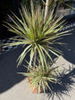 Top view of Dracaena Marginata ‘Bicolor’ in front of Urban Tropicana’s Plant Shop in Chiswick London