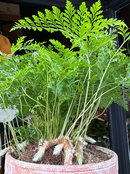 Davallia (Rabbit’s Foot Fern) in 15cm pot outside Urban Tropicana plant shop in Chiswick, London