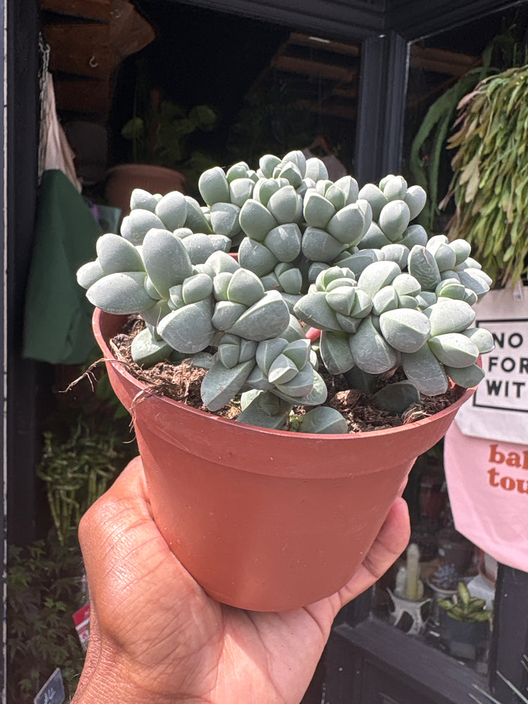 A Delosperma Lehmannii plant in front of Urban Tropicana’s plant shop in Chiswick, London