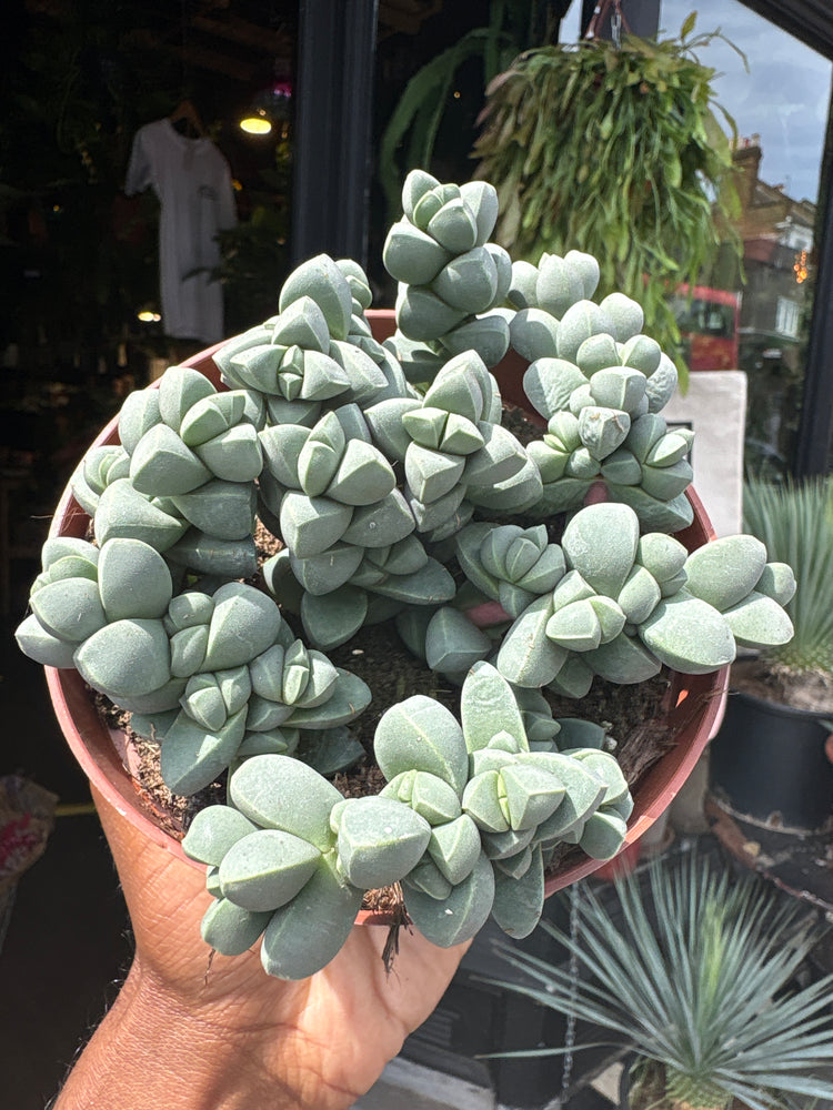 A Delosperma Lehmannii plant in front of Urban Tropicana’s plant shop in Chiswick, London