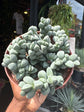 A Delosperma Lehmannii plant in front of Urban Tropicana’s plant shop in Chiswick, London