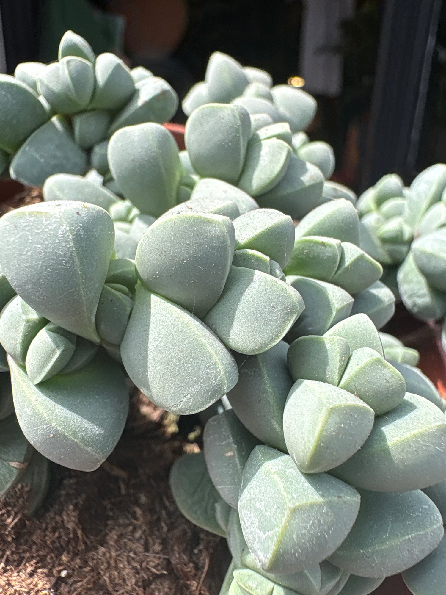 A Delosperma Lehmannii plant in front of Urban Tropicana’s plant shop in Chiswick, London