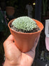 
A Delosperma Spalmanthoides plant in front of Urban Tropicana’s plant shop in Chiswick, London