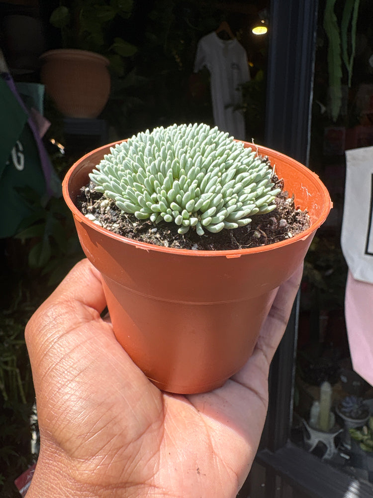 
A Delosperma Spalmanthoides plant in front of Urban Tropicana’s plant shop in Chiswick, London