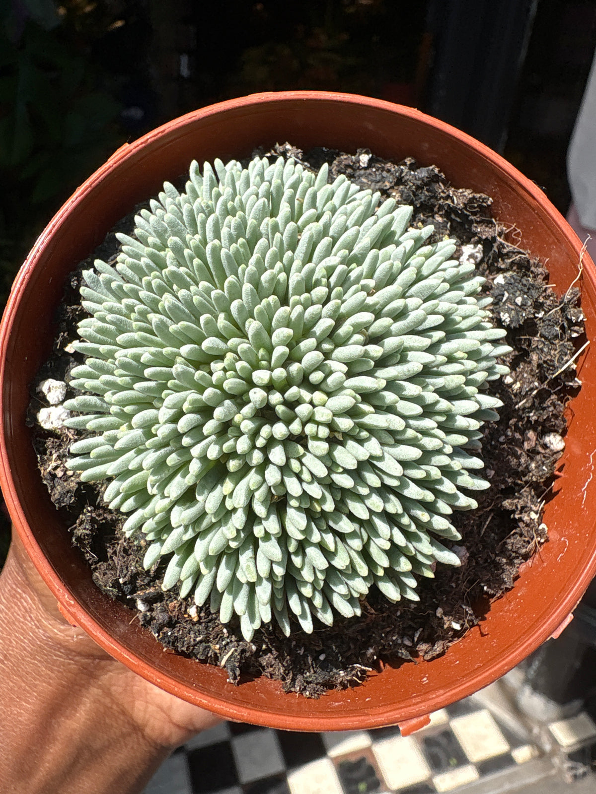 
A Delosperma Spalmanthoides plant in front of Urban Tropicana’s plant shop in Chiswick, London