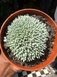 
A Delosperma Spalmanthoides plant in front of Urban Tropicana’s plant shop in Chiswick, London