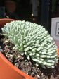
A Delosperma Spalmanthoides plant in front of Urban Tropicana’s plant shop in Chiswick, London