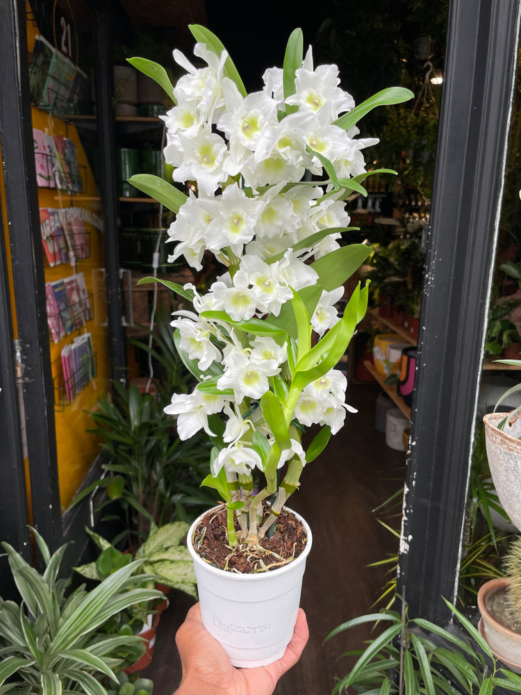 A Dendrobium Apollon plant also known as a Orchid in front of Urban Tropicana&