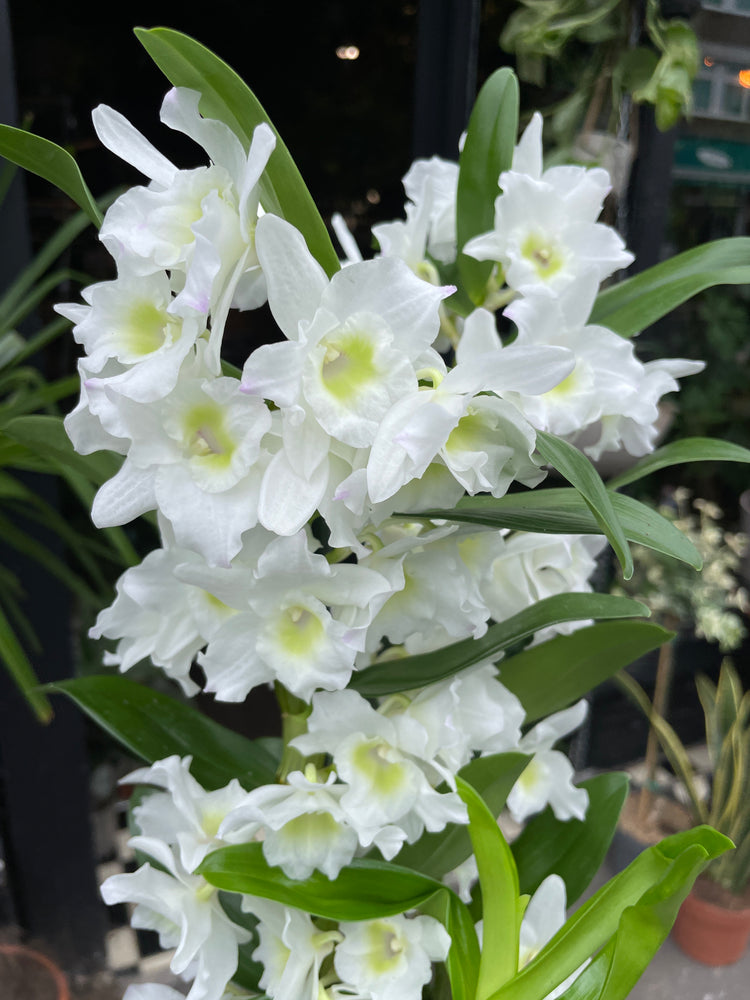 A Dendrobium Apollon plant also known as a Orchid in front of Urban Tropicana&