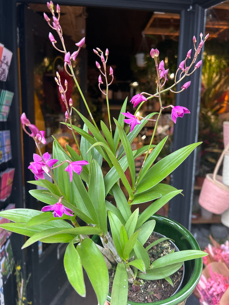 A Dendrobium Berry plant also known as a Singapore Orchid in front of Urban Tropicana’s plant shop in Chiswick London 