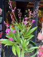 A Dendrobium Berry plant also known as a Singapore Orchid in front of Urban Tropicana’s plant shop in Chiswick London 