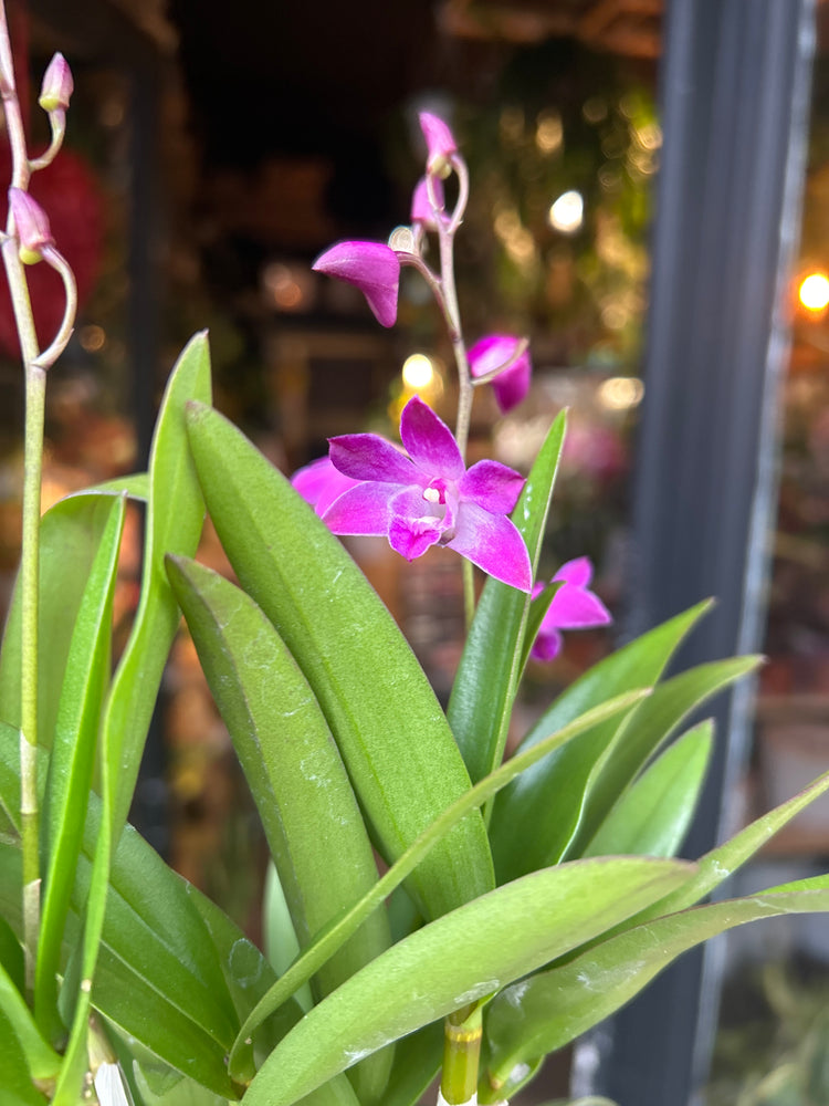 A Dendrobium Berry plant also known as a Singapore Orchid in front of Urban Tropicana’s plant shop in Chiswick London 