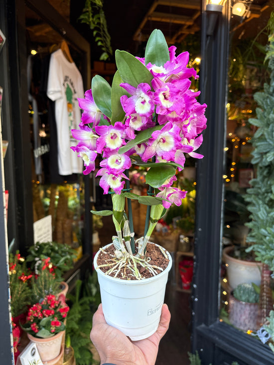 A Dendrobium Nobile Purple in front of Urban Tropicana’s Plant Shop in Chiswick London