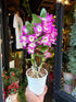 A Dendrobium Nobile Purple in front of Urban Tropicana’s Plant Shop in Chiswick London