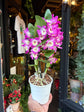 A Dendrobium Nobile Purple in front of Urban Tropicana’s Plant Shop in Chiswick London