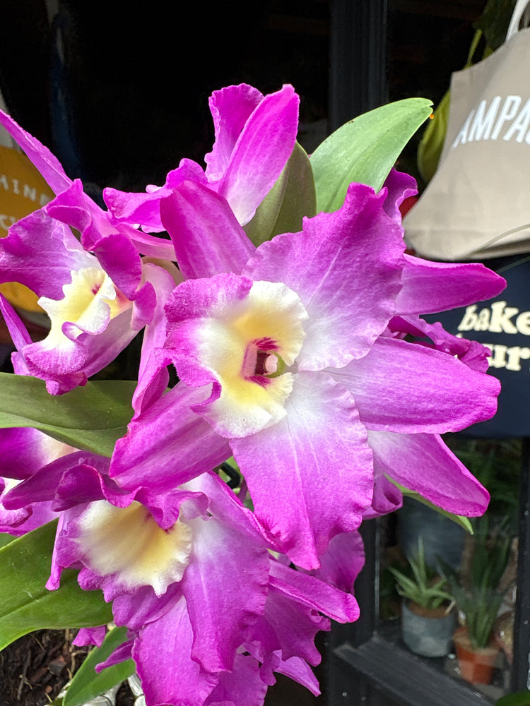 A Dendrobium Nobile Purple in front of Urban Tropicana’s Plant Shop in Chiswick London