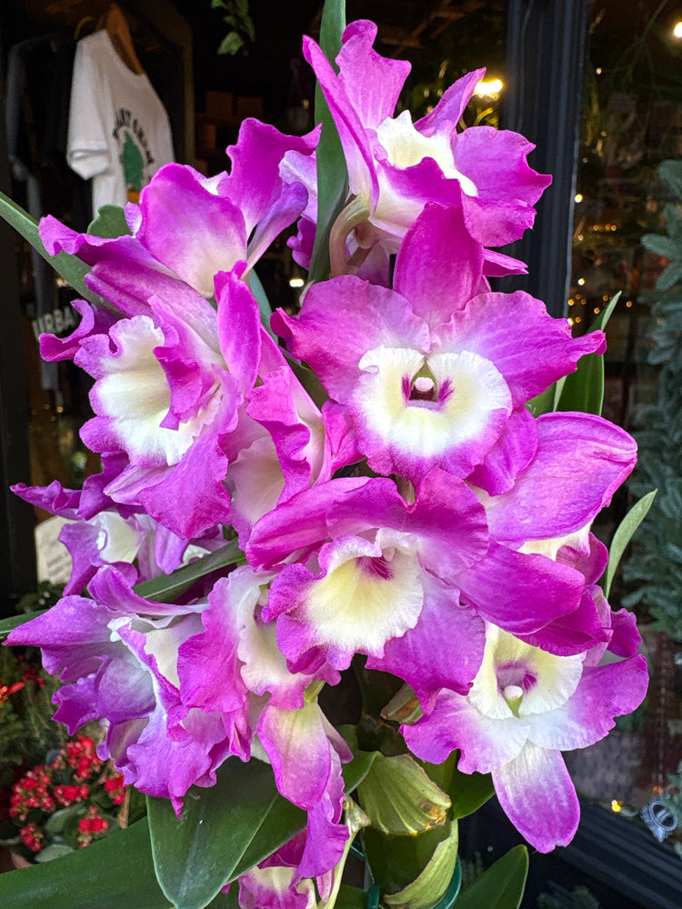 A Dendrobium Nobile Purple in front of Urban Tropicana’s Plant Shop in Chiswick London