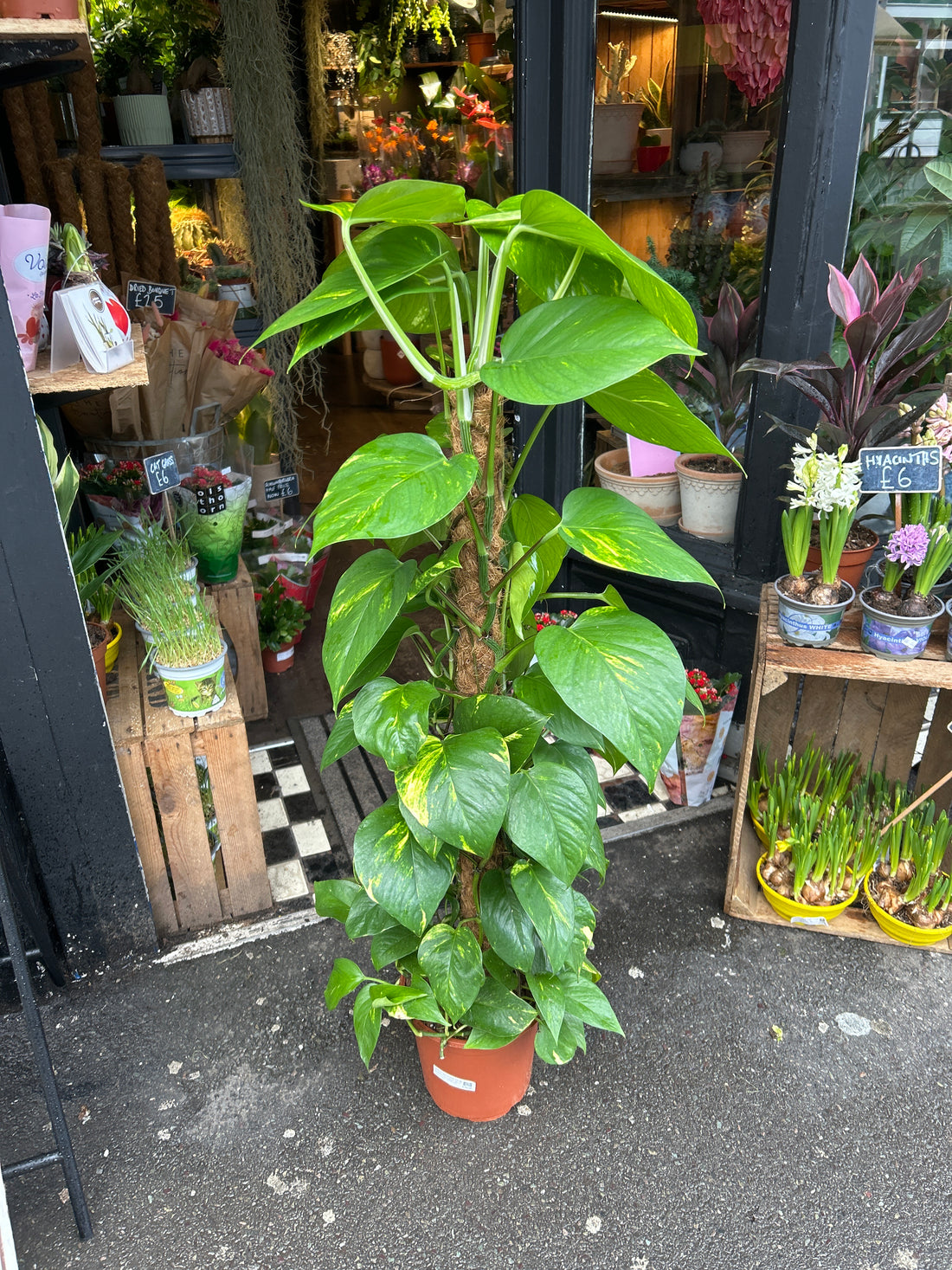 A Devils Ivy plant on a Mosspole in front of Urban Tropicana’s Plant Shop in Chiswick London