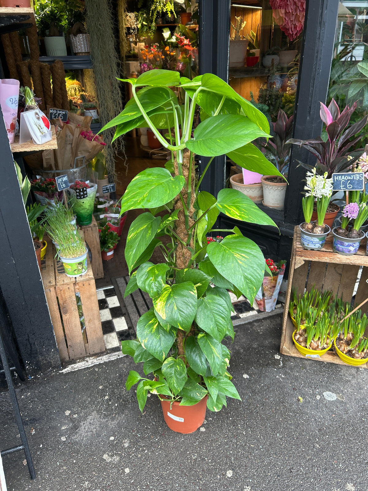 A Devils Ivy plant on a Mosspole in front of Urban Tropicana’s Plant Shop in Chiswick London