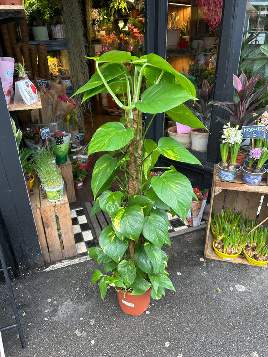 A Devils Ivy plant on a Mosspole in front of Urban Tropicana’s Plant Shop in Chiswick London