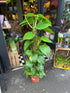 A Devils Ivy plant on a Mosspole in front of Urban Tropicana’s Plant Shop in Chiswick London
