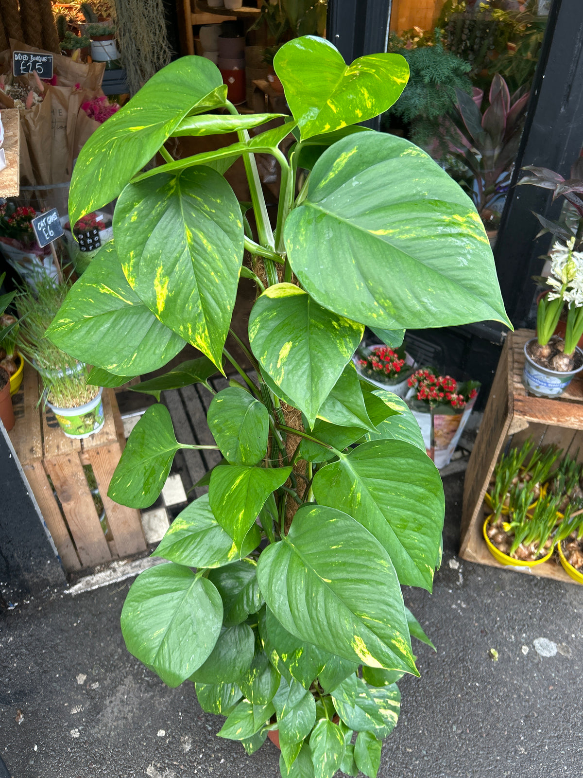 A Devils Ivy plant on a Mosspole in front of Urban Tropicana’s Plant Shop in Chiswick London