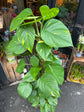 A Devils Ivy plant on a Mosspole in front of Urban Tropicana’s Plant Shop in Chiswick London